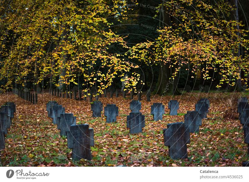 Tombstones in autumn Transience Belief Religion and faith daylight Day Stone silent tranquillity trees Graves Past Grief Death Cemetery Sadness Funeral Peace