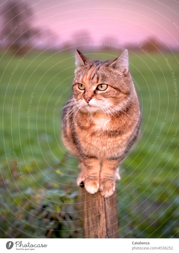 In the evening light the cat sits on its post daylight Day Pelt Animal portrait Domestic cat Tieger cat Cat fauna Nature Landscape Sky Evening Dusk Sunset Moody