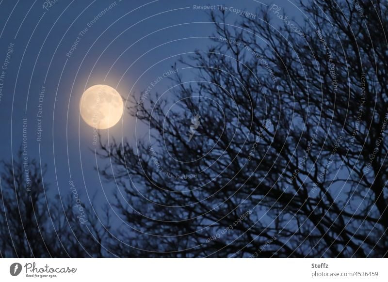 the moon in the treetops Moon Full  moon Moonlight Moonstruck moonlit moonlight moonscape Moonrise lunar cycle lunar calendar Slumber Night sky Night Silence