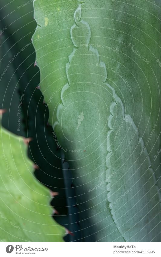 Aloe vera aloe vera Plant background medicine healthy Nature Fresh succulent Succulent plants Colour photo Cactus Close-up Leaf Exotic Botany Pot plant Detail