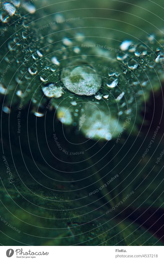 Leaf after the rain Nature Environment Water Drop Plant Drops of water Green Rain Colour photo Macro (Extreme close-up) Exterior shot Wet Close-up Damp Detail