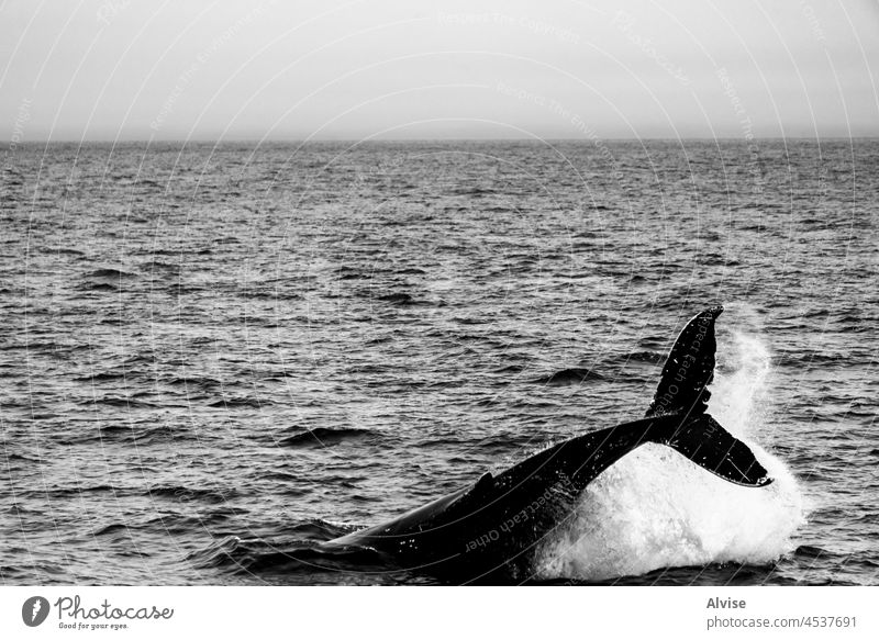 2021 08 12 Husavik whale sea ocean nature husavik blue water marine mammal animal wildlife beautiful iceland large humpback surface watching fin endangered fish