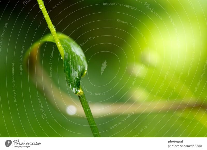 leaf in sunlight Environment Nature Animal Elements Earth Sand Fire Air Water Drops of water Sky Clouds Stars Sun Sunlight Moon Spring Summer Rain