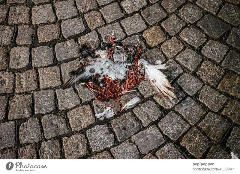 Dead pigeon on paving stones Pigeon dead pigeon Death Bird Dead animal Exterior shot Animal Colour photo Feather Grand piano Blood Blood stain bloody Street