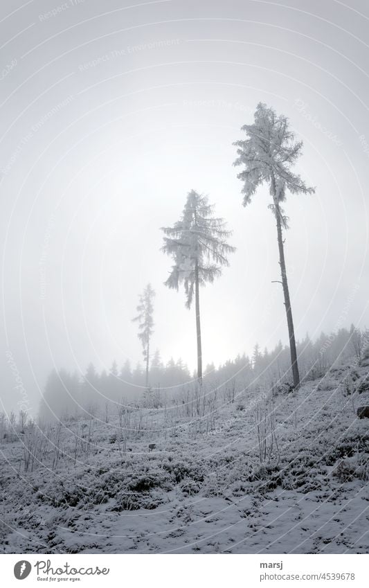 The three larches in the mist and icy cold. Winter Cold Snow Landscape Frost Nature Winter vacation chill Subdued colour freezing cold Seasons winter landscape