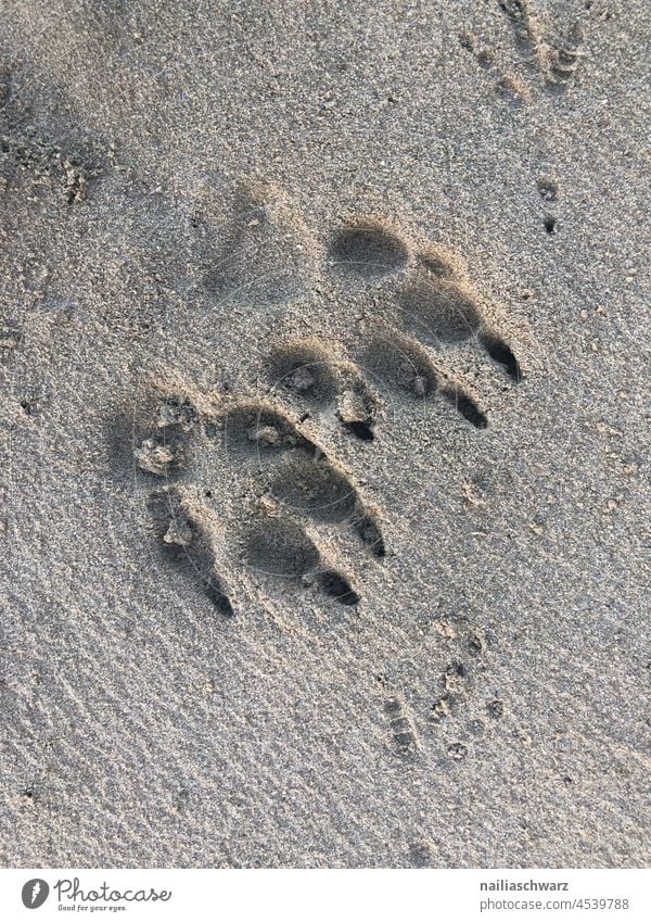 Dog paw print Stock Photos, Royalty Free Dog paw print Images