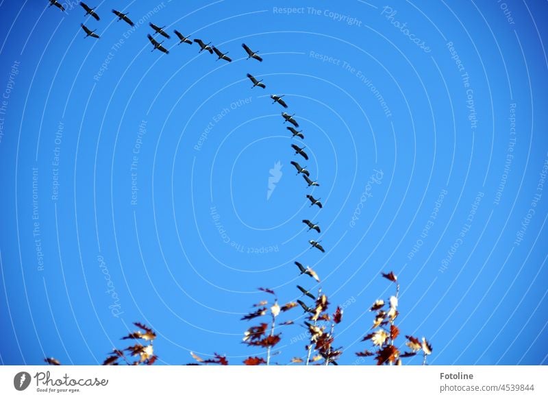 Crane flight - over the crown of a tree marked by autumn Cranes Flying Sky Bird Wild animal Exterior shot Colour photo Animal Group of animals Migratory bird