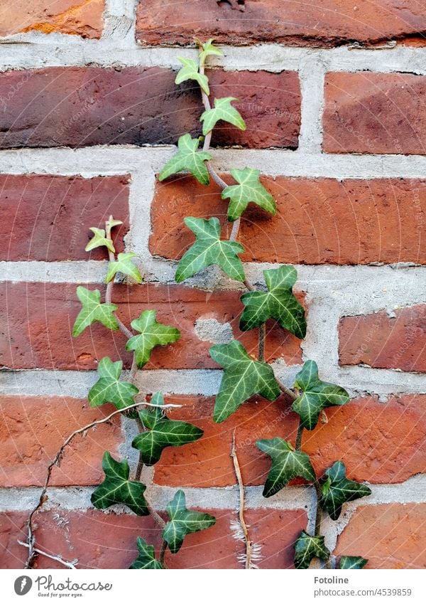 Ivy climbs up an old brick wall. Brick Brick wall Brick facade Wall (barrier) Wall (building) Facade Structures and shapes Old Exterior shot Stone