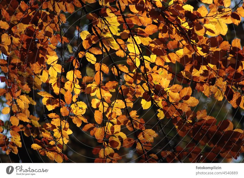 Autumn leaves twigs bright colors Autumnal Autumnal colours autumn leaves luminescent Yellow Autumn Season Autumnal weather autumn colours autumn mood Gold