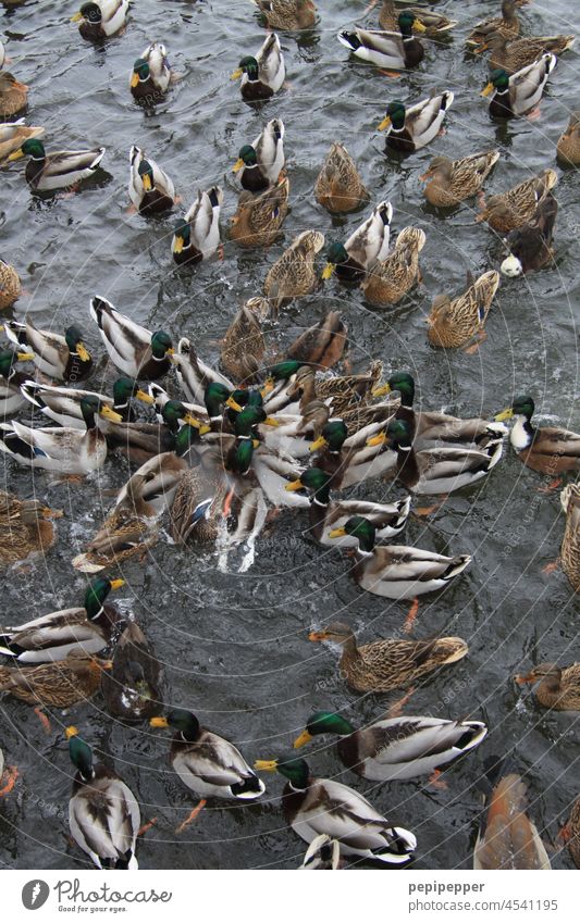 Sea battle - mallard ducks male and female wrestle for pieces of bread Mallards Pair of mallards Duck birds Duck pond Duck family Bird Animal Colour photo