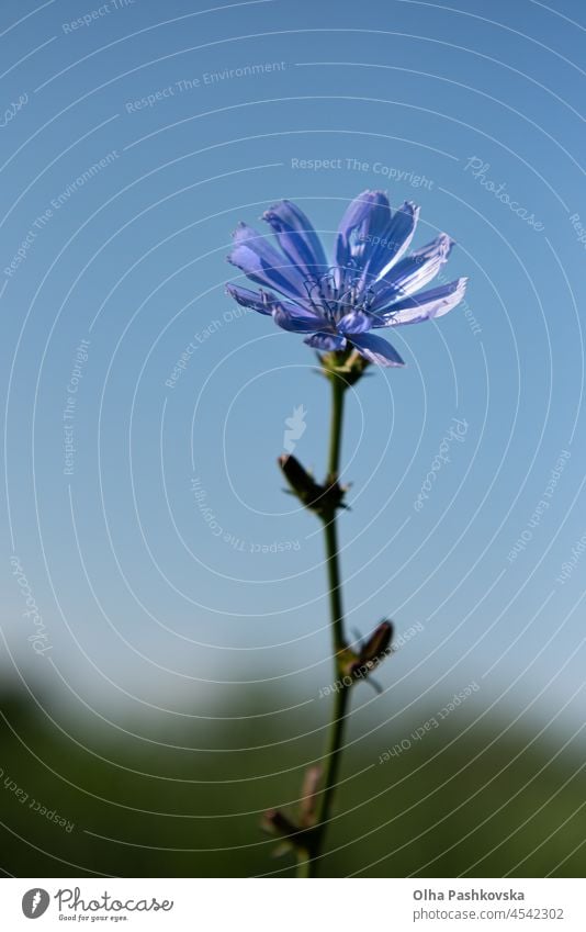 Stem of blooming chicory plant at meadow. The roots of this wildflower is used for alternative coffee drink. Unfocused summer meadow, green vegetation and blue sky at background. Selective focus.