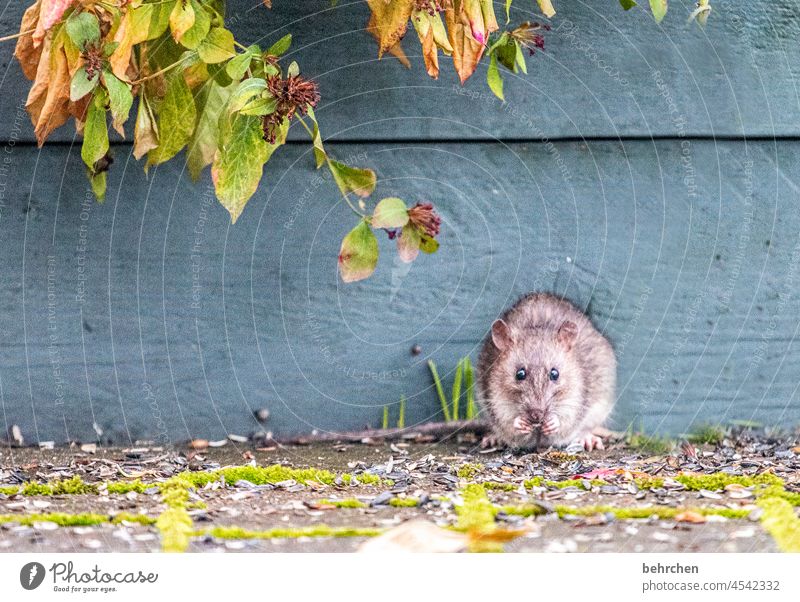 Beep Beep Feed To feed Plant Button eyes wittily Garden Love of animals Cute Observe Colour photo Curiosity Animal Exterior shot Animal face Animal portrait