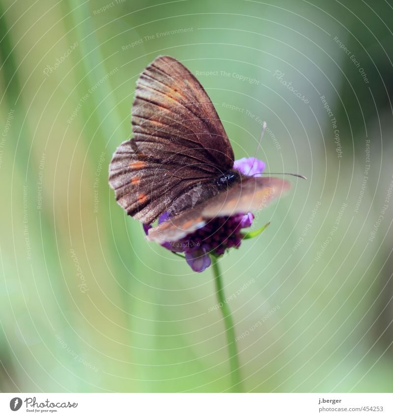 small brown Nature Animal Wild animal Butterfly 1 Wait Brown Green Blossom Flower Colour photo Subdued colour Exterior shot Close-up Detail