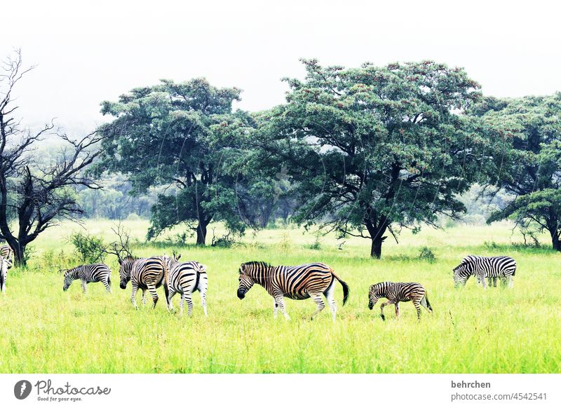 Together Animal family Impressive especially Green Loneliness Striped Vacation & Travel Tourism Trip Landscape Nature Environment Safari Freedom Far-off places