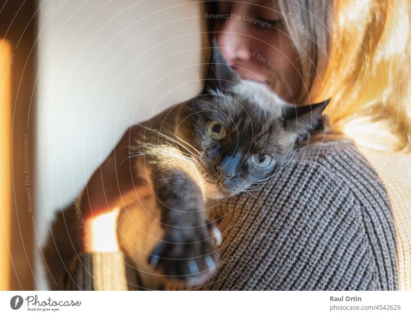 Portrait of young woman holding siamese cat on her shoulders at home.Home emotions and pet concept person animal portrait affection cute hug girl mammal kitten