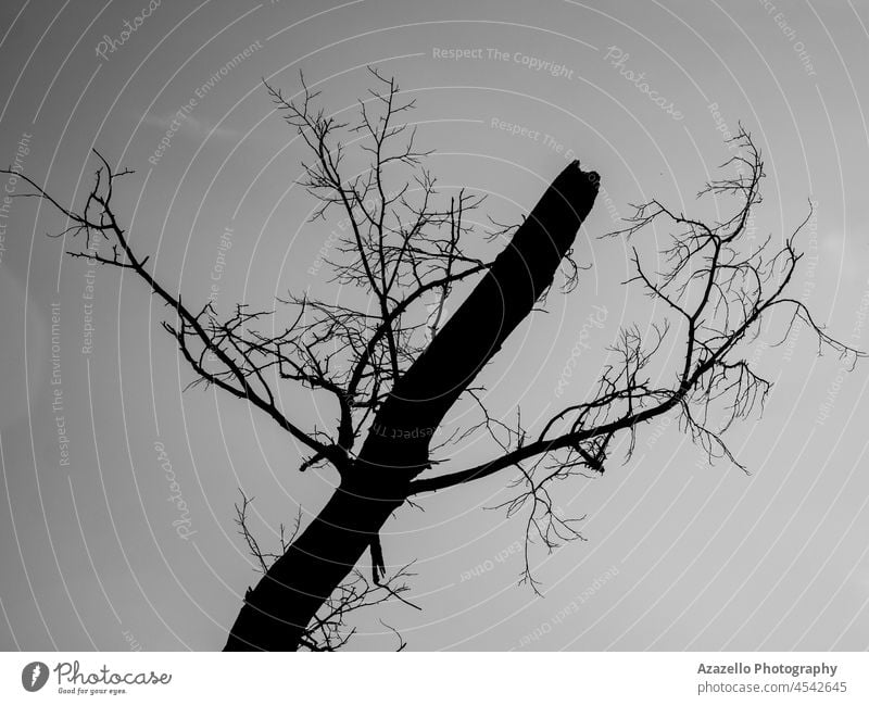 Silhouette of a tree against the sky. art autumn background bare black branch concept crooked dark darkness dead death design dramatic dry evil fall forest