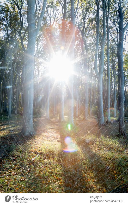 Sunbeams in the forest of ghosts Forest trees Light Shadow Back-light Light (Natural Phenomenon) Sunlight Ghost forest Woodground tree trunks Deserted Landscape