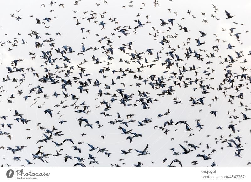 Swarm intelligence? birds Flock of birds geese ducks Flying havoc directional dispute Direction Many animals swarm intelligence Flight of the birds Wild animal