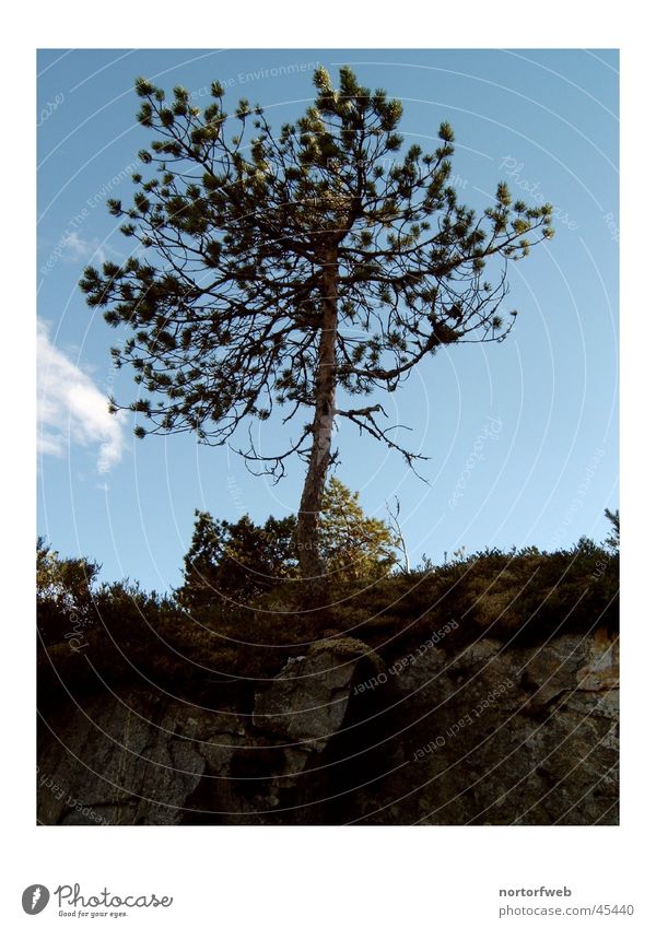 mountain pine in norway Norway Slope Coast Cliff Mountain Pine Blue sky