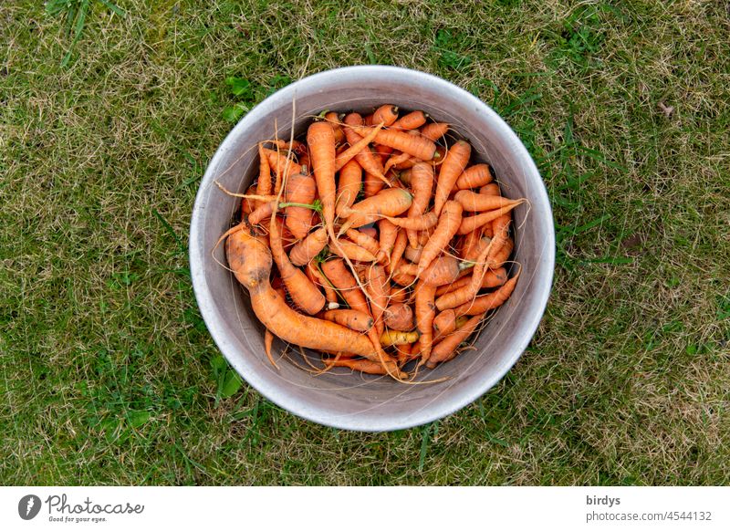 Bird's eye view of bowl full of carrots on lawn Harvest crooked things Fresh Vegetable Organic produce Orange Healthy Eating Root vegetable Vegetarian diet