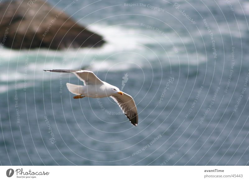 Seagull Jonathan Ocean Surf Zoom effect Animal jonathan