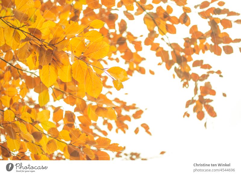 Bright orange leaves of a copper beech against a bright sky Autumnal colours Autumn leaves coloured leaves Delicate Twigs and branches twigs Upward Plant Nature