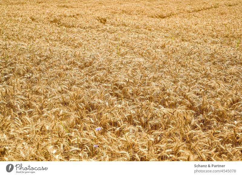 wheat field Wheat Grain Field Agriculture Monoculture Harvest reap surface texture Ear of corn spike fields Cornfield Grain field Agricultural crop Wheatfield