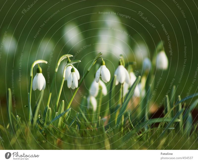 Plants | Bellingeling Environment Nature Spring Beautiful weather Flower Blossom Garden Bright Near Natural Green White Snowdrop Spring flowering plant