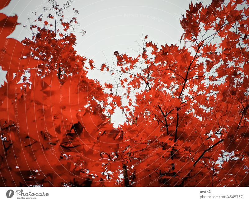 Globetrotter Japan maple tree leaves Wild plant Maple tree luminescent Nature Plant Environment Twigs and branches Idyll Red Growth Exotic Exterior shot Detail
