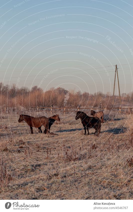 wild horses in a field animals wildlife vertical photo mammal meadow latvia nature wildlife in latvia baltics wilderness frost winter mood cold coldness