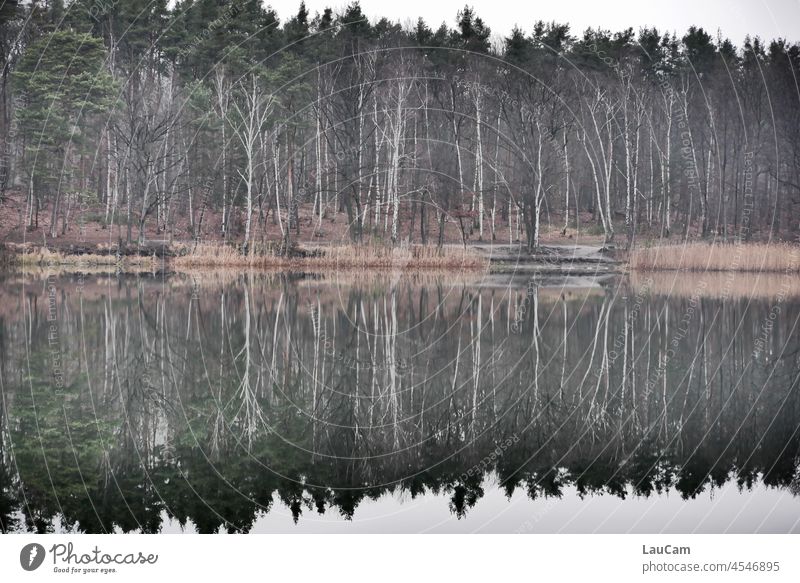 The forest rests quietly in the lake Forest trees reflection Lake Water smooth silent tranquillity Nature Lakeside Reflection Calm Surface of water