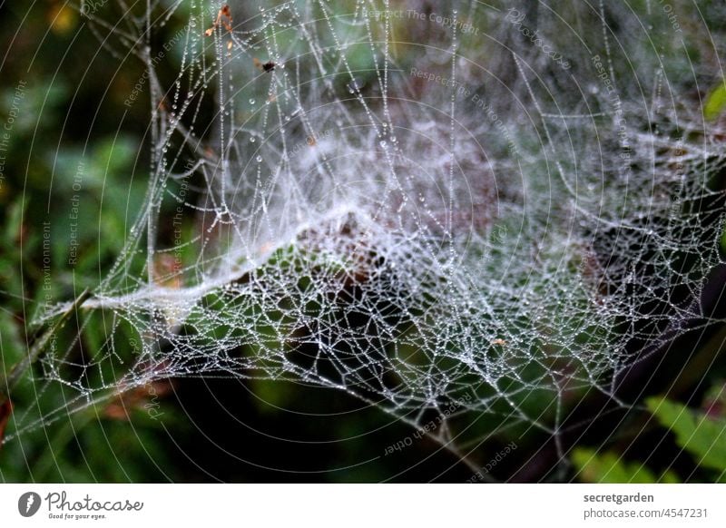 [Teufelsmoor 2021] filigree and ephemeral Spider's web Net cross-linked brain Think structure Fine slender Transience transient Nature Spin Drops of water Wet