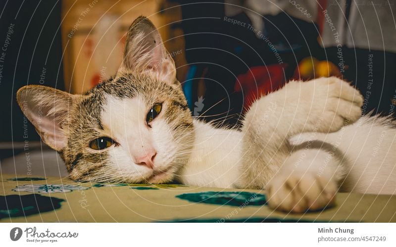 Cute cat Stock Photos, Royalty Free Cute cat Images