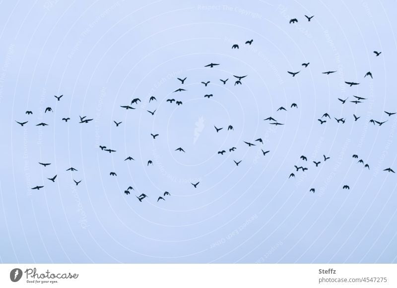 ... © birds Flock of birds Flight of the birds winter blue Winter light Stare noiseless Wild Birds bird migration flock of birds birdwatching Flying haiku