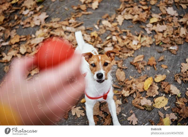Dog walking in autumn park with his owner dog nature outdoor pet training season outdoors animal breed canine cheerful daytime companion domestic friend