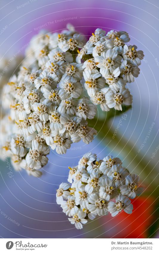 Yarrow on a meadow in Berlin, inflorescence inflorescences Achillea millefolium White composite asteraceae Compositae medicinal plant Contains essential oils