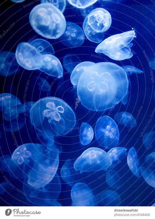 Jellyfish in the blue water Ocean Aquarium Blue Animal Nature Living thing sea dweller Environment Environmental Destruction threatened pretty Ecosystem