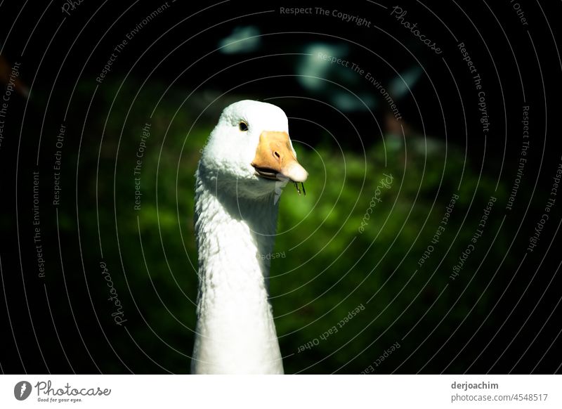 The head of a goose looks at the photographer in the half-shadow. Goose Exterior shot Animal portrait Deserted Beak White Looking into the camera Bird 1