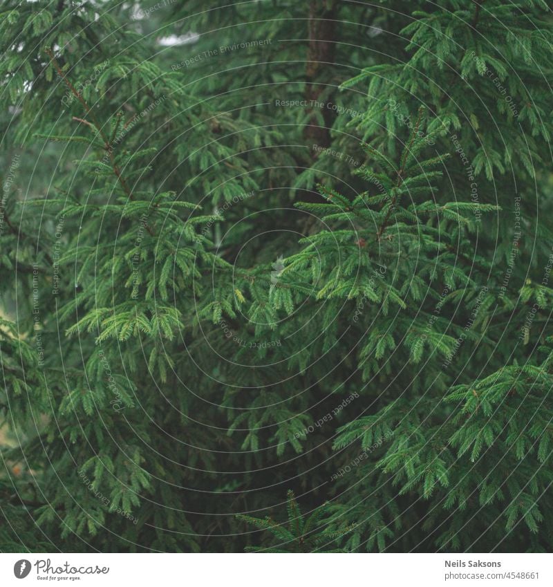 Close up of evergreen branches with vibrant green pine needles in the  afternoon sun as a background of texture Stock Photo