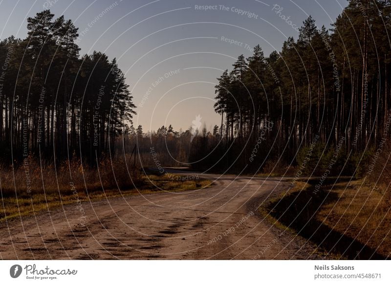 winding gravel road through a beautiful pine forest in autumn adventure bent calm countryside daisies empty environment europe flora grass green idyllic