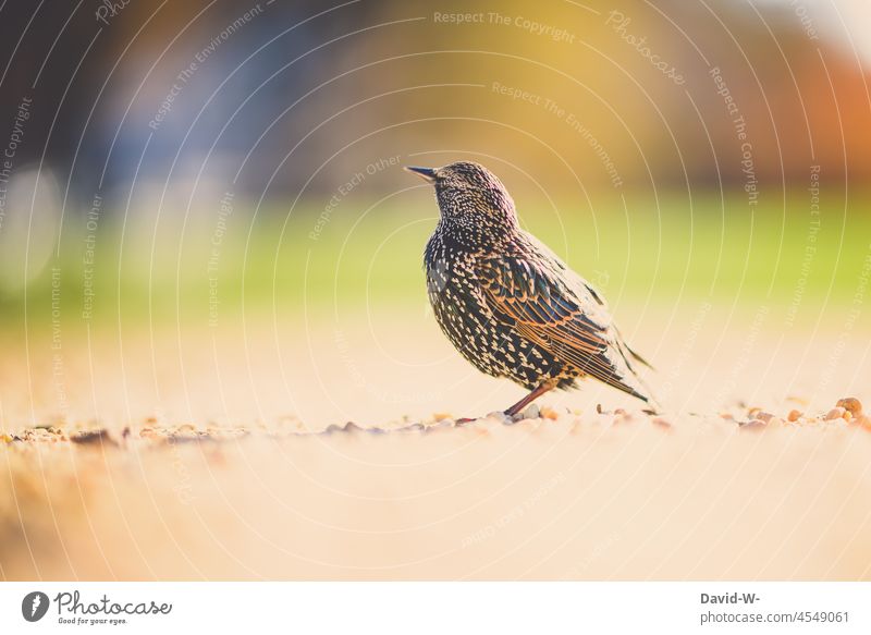 Bird starling high on the ground Starling Ground birdwatching Crouch Observe Americas Animal