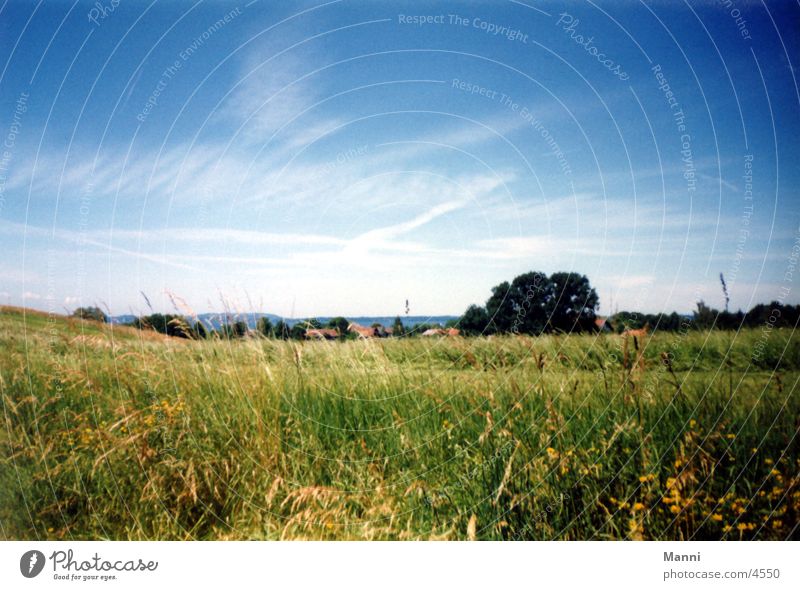 meadow Meadow Grass Sky