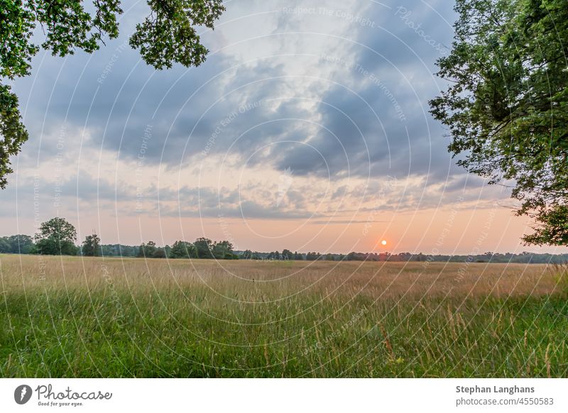 Scene of sunset in Gundwiesen nature reserve near Frankfurt airport recreation rhine-main area germany forest tree sunlight environment wood green park plant