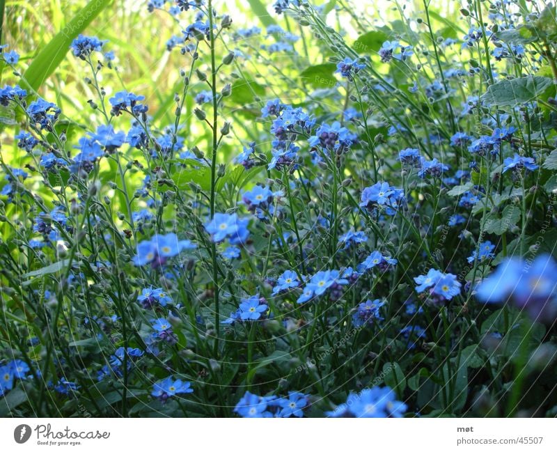 blue flowers Flower Fresh Grass Forget-me-not Blue