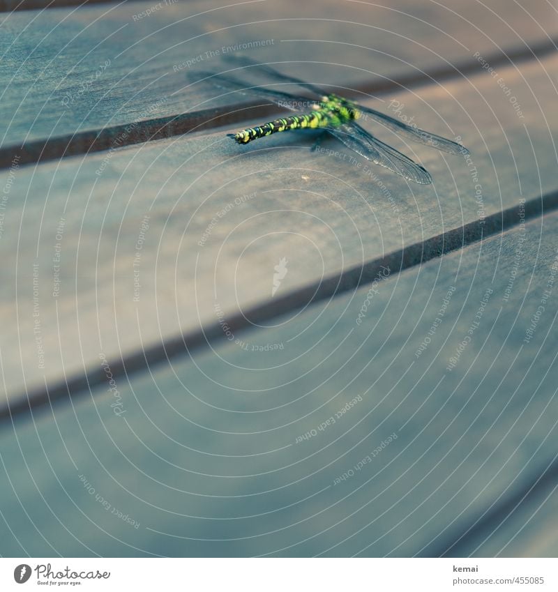 Lost Animal Wild animal Insect Dragonfly Dragonfly wing 1 Wood Sit Yellow Green Colour photo Subdued colour Exterior shot Close-up Detail Copy Space bottom Day