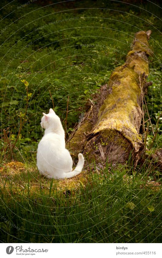 It wasn't me. Nature Plant Summer Garden Pet Cat 1 Animal Observe Sit Esthetic Authentic Natural Positive Beautiful Green White Contentment Innocent Tree trunk