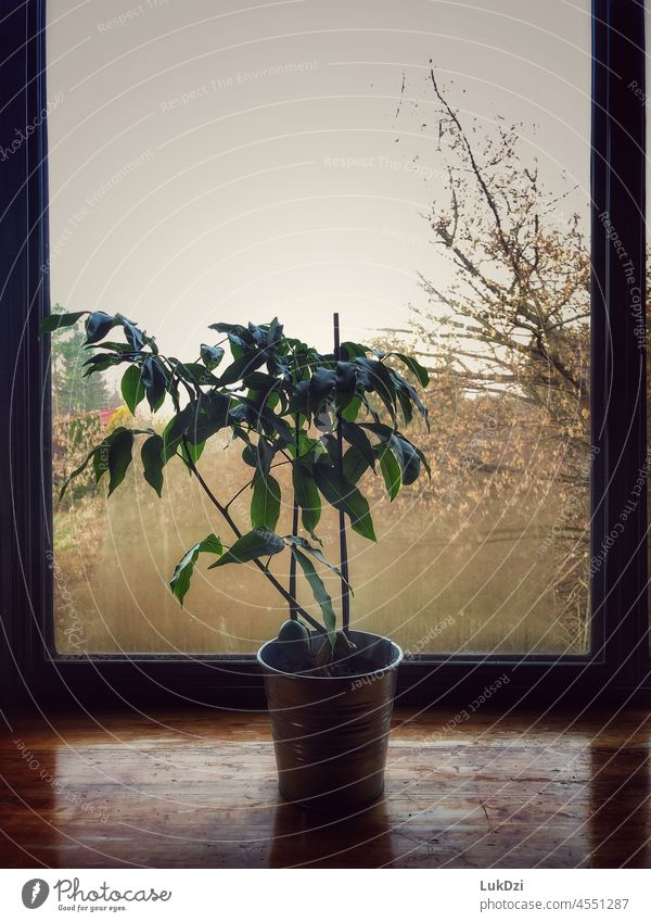 Flower in a metal pot on a wooden windowsill Window Pot plant Plant Colour photo Interior shot Decoration Living or residing Flowerpot Houseplant Day