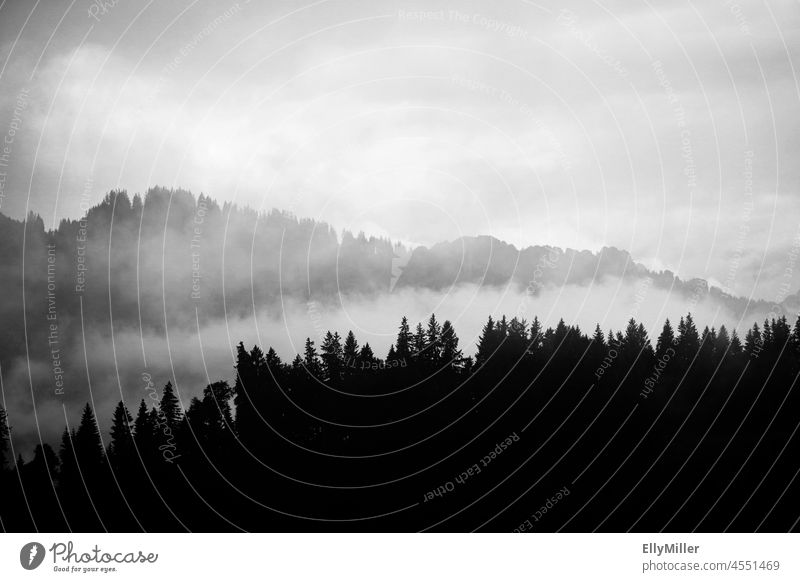 Fog in the forest. View from the Breitenberg in the Allgäu. Black and white photo. Forest foggy Nature Landscape Black & white photo White Tree Deserted Dark