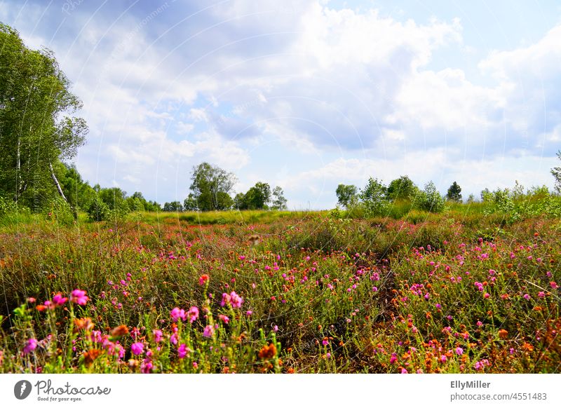 Landscape in the Diepholzer Moor. Nature reserve Moor adventure trail Diepholz Mire Bog moorland renaturation Environment Environmental protection flowers