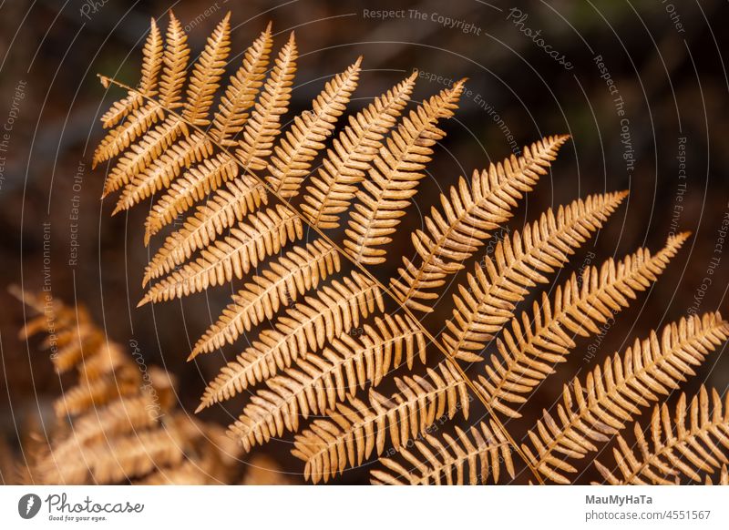 dry fern Fern Nature Fern leaf Plant Green Botany Pteridopsida Delicate Foliage plant Colour photo Exterior shot Forest Wild plant Close-up